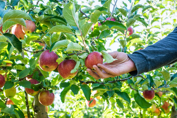 Mann in einer Apfelplantage pflückt einen Apfel von einem Apfelbaum