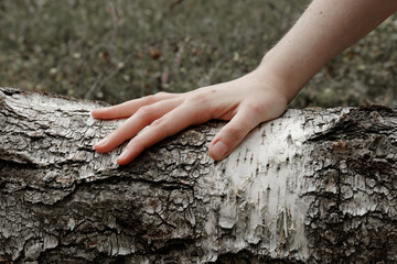 Woman hand touch fallen birch tree trunk in natural forest. Nature connection concept.