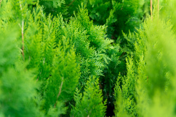 Focus on nature green small trees plants in garden