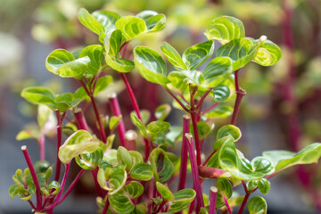 Focus on nature green plants in garden