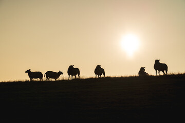 Fototapeta na wymiar Sheep in Sunrise