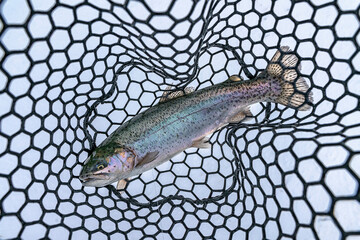 Rainbow trout fish in rubber landing net. Trout fishing at area lake