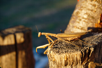 Mantis religiosa