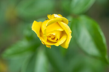 Rose alone, flora, life, nature