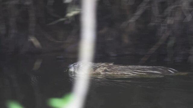 The Muskrat (Ondatra zibethica) swims along the shore of the lake with a green twig in its mouth