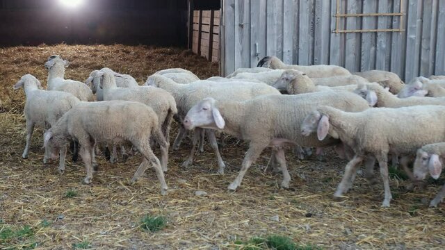 Large number of pets go to spend night in the barn. Flock of sheep goes home