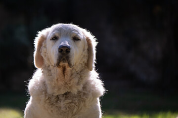 Portrait of a Kuvasz dog (backlit by the sun and dark background)