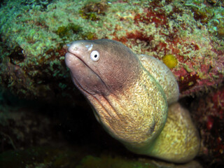 White eyed Moray Eel (Gymnothorax Thyrsoideus) in the filipino sea February 21, 2010