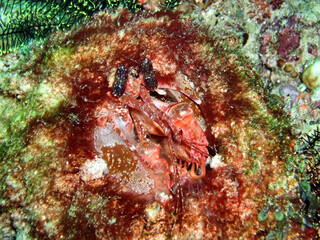 Mantis Shrimp (Odontodactylus Scyllarus) in the filipino sea November 1, 2009