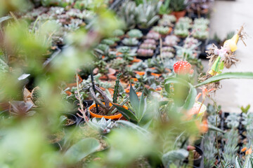 Focus on summer garden. Garden with fresh plants, flowers, bushes and trees.