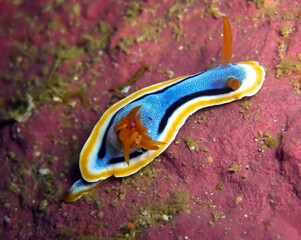 Sea Slug or Nudibranch (Hypselodoris Quadricolor) in the filipino sea February 9, 2010