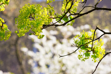 green plant in blossoming garden. beautiful nature background on a sunny springtime day