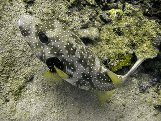Pufferfish (Arothron) in the filipino sea February 4, 2010