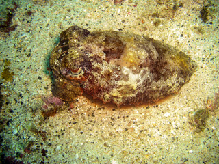 Sepia in the filipino sea February 4, 2010