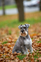 young miniature schnauzer sitting in autumn foliage