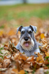 a young miniature schnauzer lies in the autumn foliage with an open mouth
