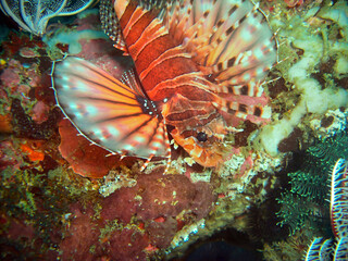 Lionfish (Pterois Volitans) in the filipino sea February 4, 2010