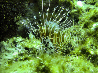 Lionfish (Pterois Volitans) in the filipino sea February 19, 2010