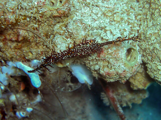 Ghost Pipefish (Solenostomus Paradoxus) in the filipino sea January 31, 2010