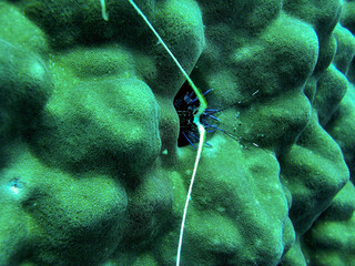 Lobster in the filipino sea February 13, 2010