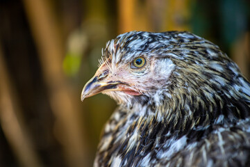 Portrait of white-brown-grey hen on the farm