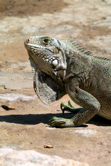 Caesar the lizard