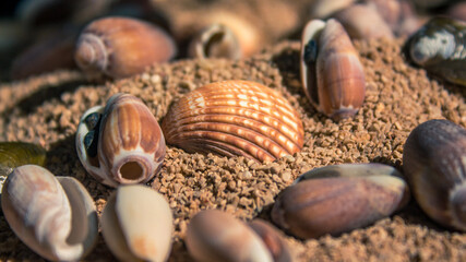 The best thing about summer on the beach is seeing seashells