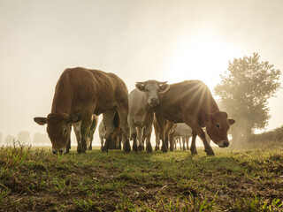 Herd of cow approaching during sunrise - golden hour - moody photo - curious cows in the mist