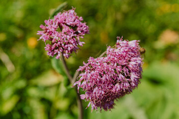 Obraz premium close up of a purple plant