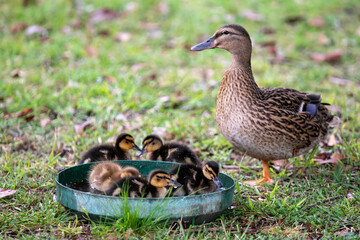 Mallard mother duck and ducklings enjoying a dip