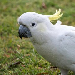 Sulphur-crested Cockatoo on the grass after the rain