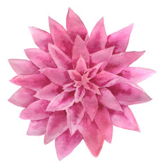 Large pink dahlia. floral watercolor on white background