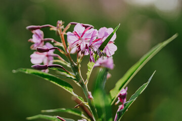 Fototapeta premium beautiful closeup of flowers in the mountains 