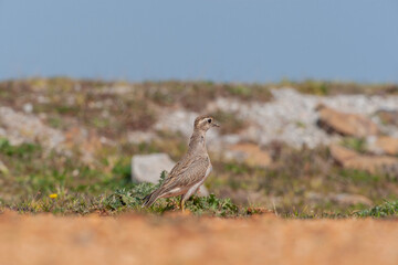 Eurasian Dotterel (Charadrius morinellus) perched in the ground on the migration path