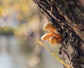 Yellow mushrooms grow on a tree trunk. Autumn concept. Scaly golden or royal mushrooms.