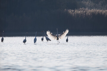 White heron, Ardea alba, duel of white herons, bird fight in a nature reserve, competition for...