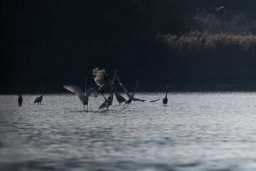 White heron, Ardea alba, duel of white herons, bird fight in a nature reserve, competition for...