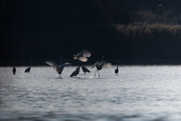 White heron, Ardea alba, duel of white herons, bird fight in a nature reserve, competition for...