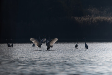 White heron, Ardea alba, duel of white herons, bird fight in a nature reserve, competition for...