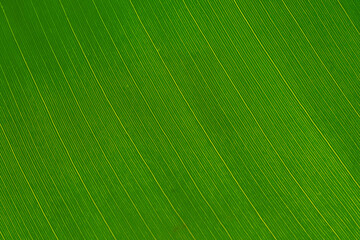 Detail photograph of a banana leaf. Geometric pattern, macro, from the leaf of a banana tree