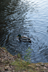 Circles diverge from a floating duck