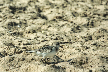 Strandläufer an der Küste 