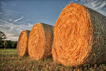 Hay bales in a field