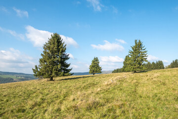 Fototapeta na wymiar Picea abies Gemeine Fichte freistehend auf einer Hochweide am Arnsberg in der bayerischen Rhön