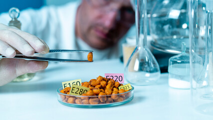Healthy food concept. A laboratory assistant's hand holds a corn seed in tweezers, and corn seeds in a petri dish are decorated with plates with the names of E. Food Laboratory additives.