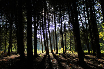 ray of light and forest