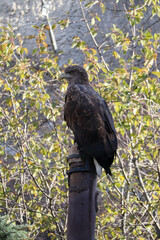 eagle on a wooden polein the zoo