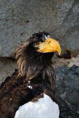 Obraz premium portrait of a eagle head close up view