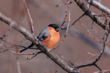 Eurasian Bullfinch (Pyrrhula pyrrhula) perched on a tree branch