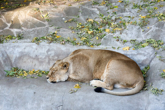 old lioness sleep in the zoo